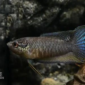 Schwarzer Makropode (Macropodus spechti) Neu